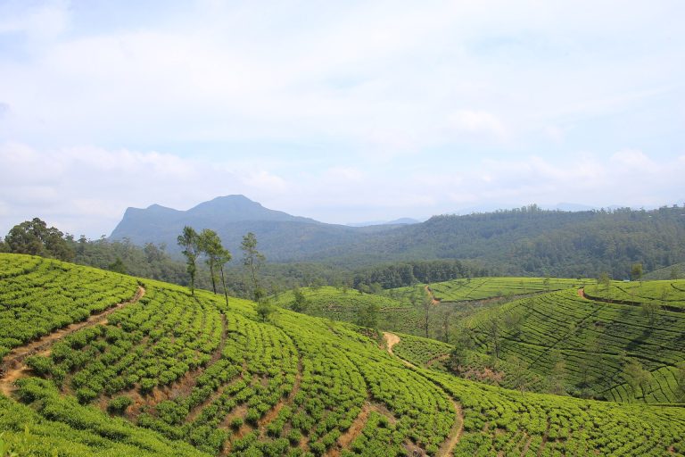 Nuwara Eliya Tea Country Tour - Sri Lanka day tour
