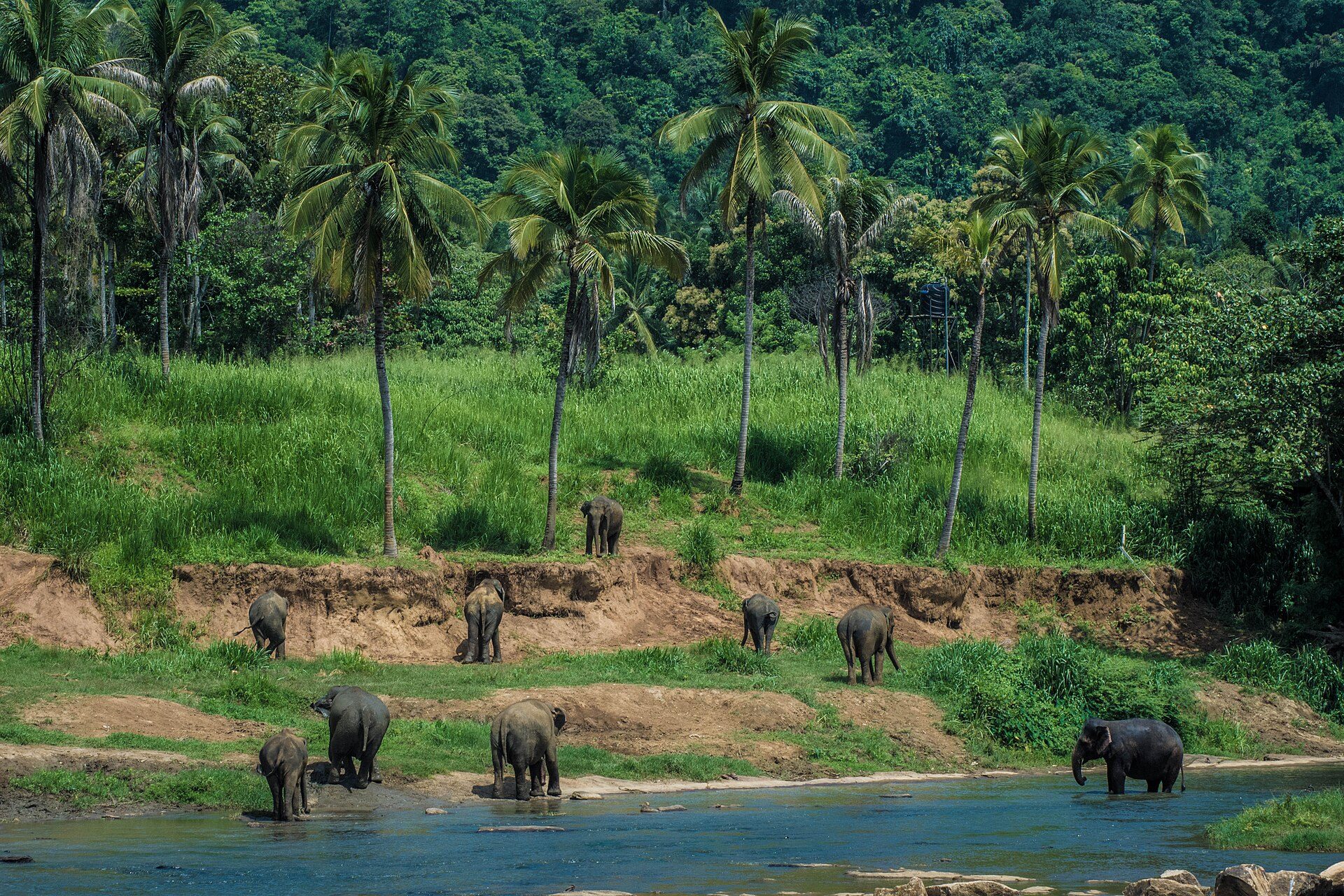 Elephants at Pinnawala Elephant Orphanage