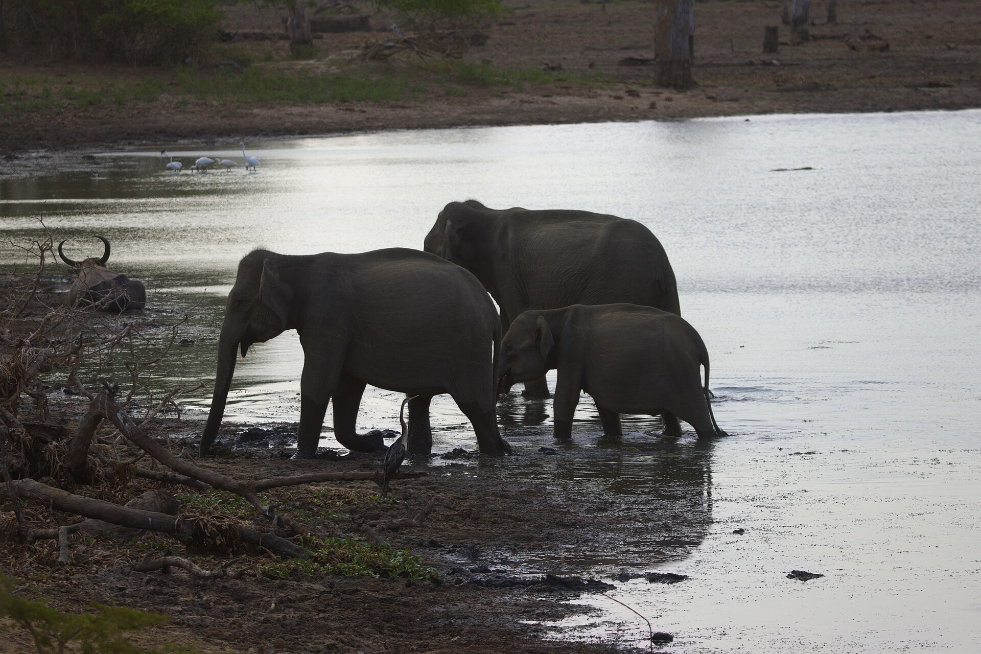 Wild elephants in Yala National Park, Sri Lanka