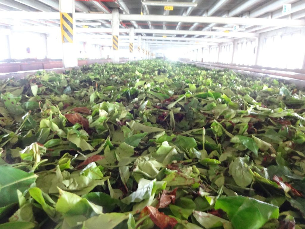 Fresh tea leaves withering at Blue Field Tea Factory