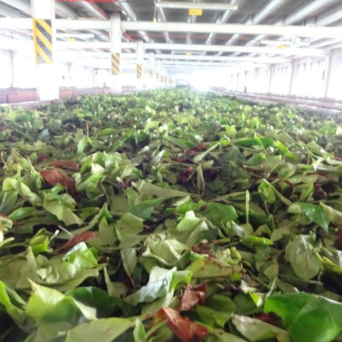 Fresh tea leaves withering at Blue Field Tea Factory