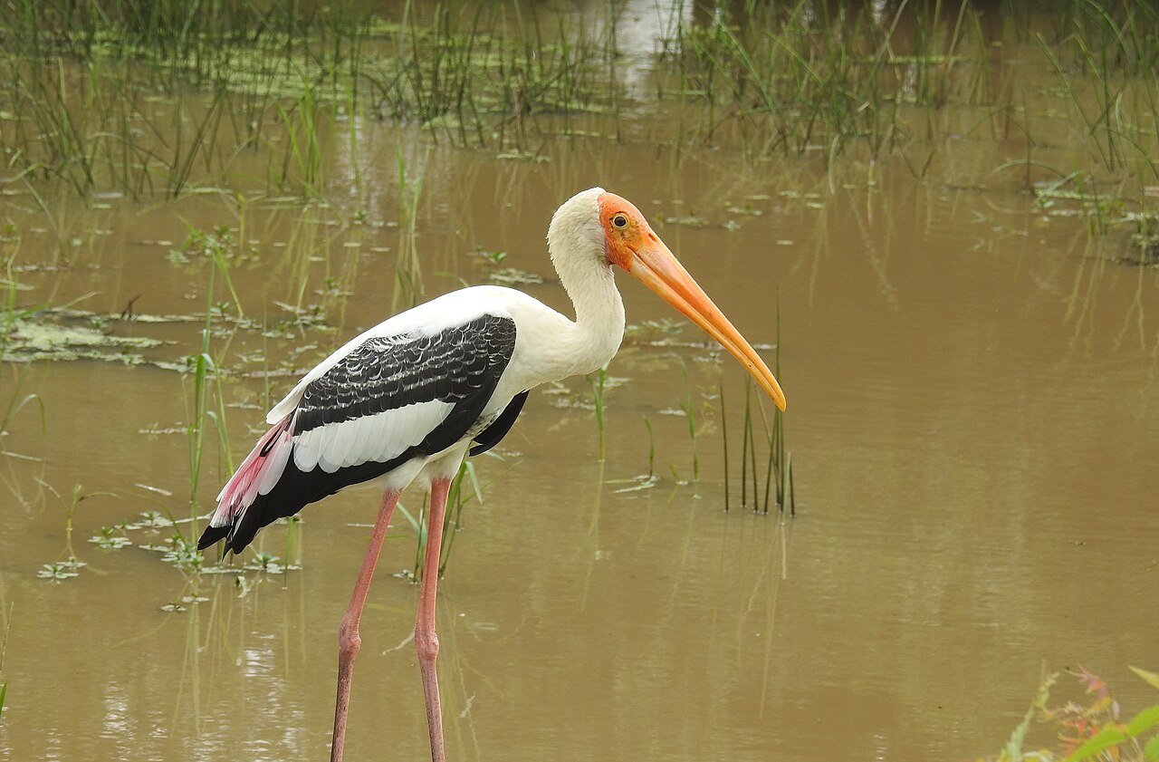 Painted stork wading in a lagoon in Bundala National Park
