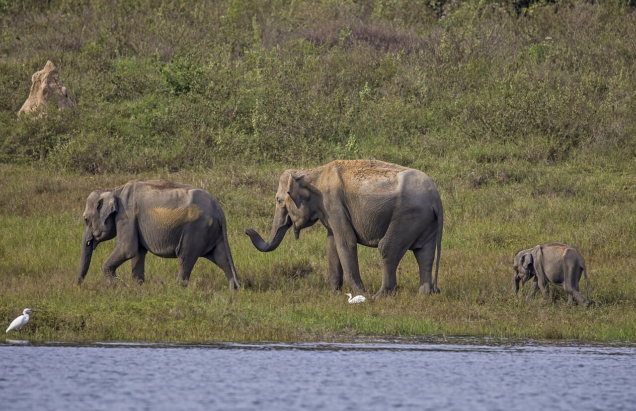 Sri Lankan elephant family by the water