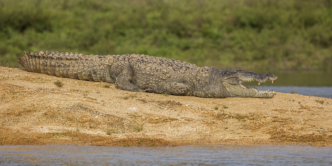 Mugger crocodile resting on the shore in Gal Oya National Park