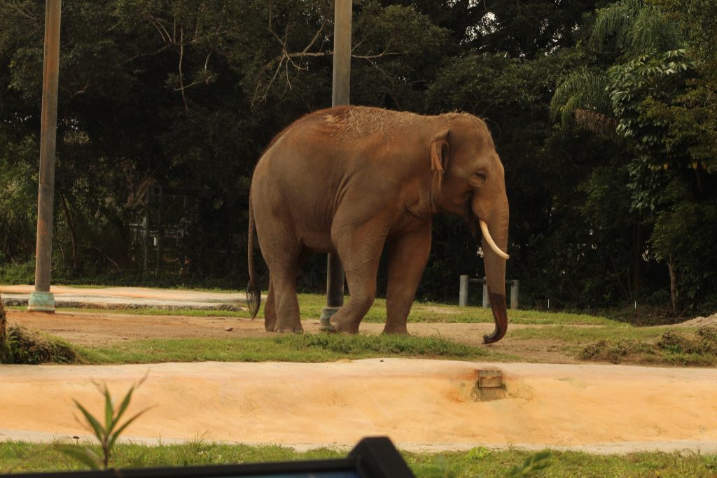 Wild elephant in Sri Lanka