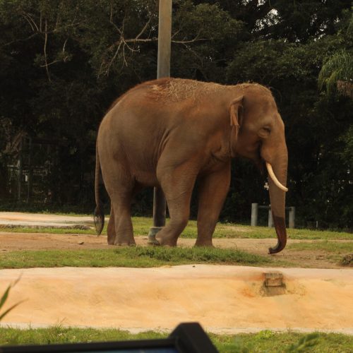 Wild elephant in Sri Lanka