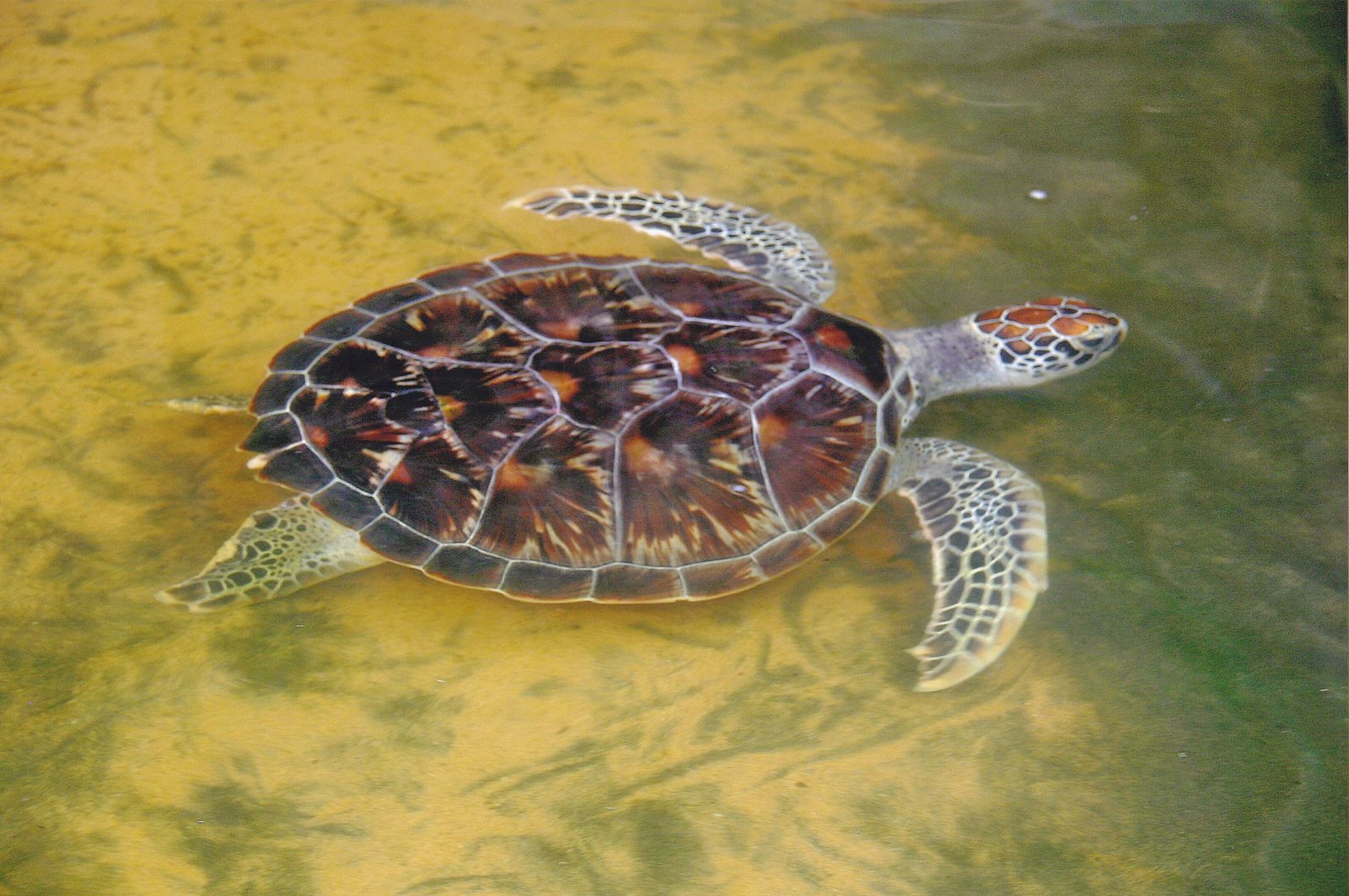 Giant sea turtle swimming at Hikkaduwa Turtle Beach, Sri Lanka