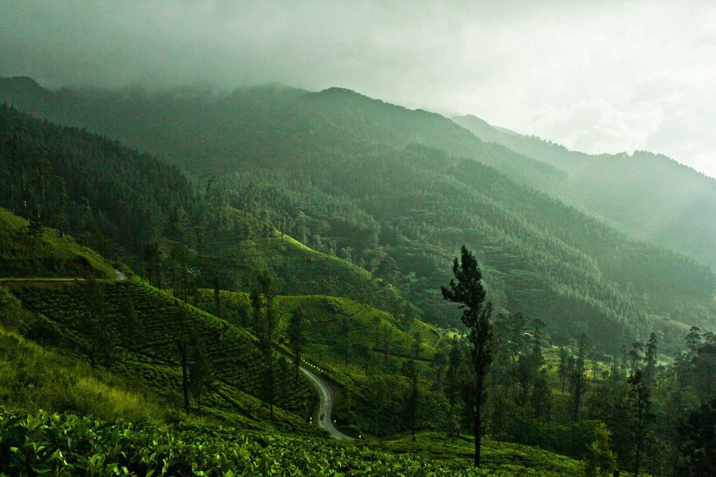 Misty green tea hills in the Sri Lankan hill country
