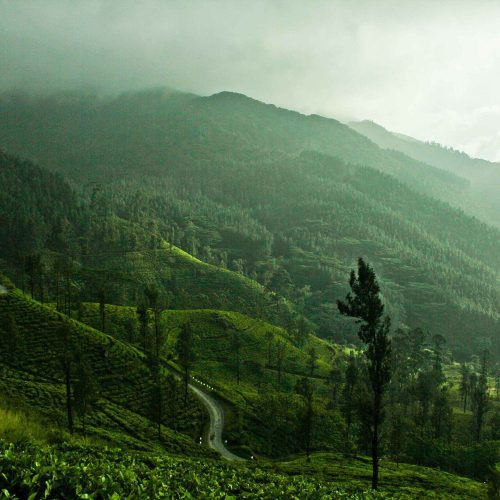 Misty green tea hills in the Sri Lankan hill country