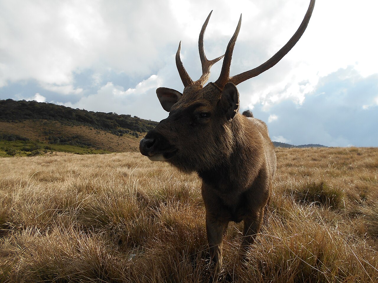 Sambar deer stag in the grassland of Horton Plains