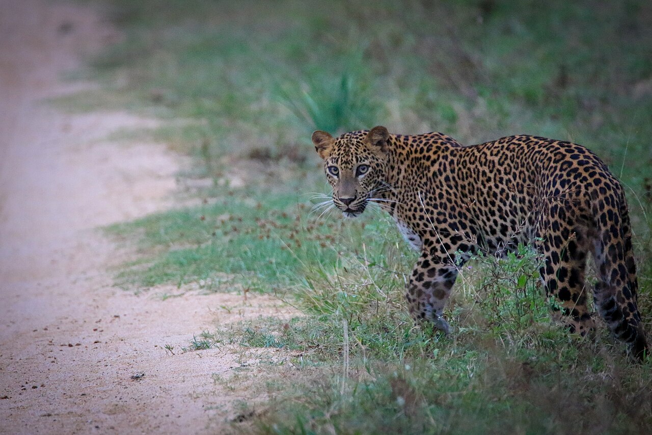 Sri Lanka Tailor Made Holidays Leopard in Yala National Park