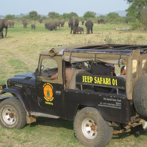 Safari jeep with wild elephant herds in Minneriya National Park