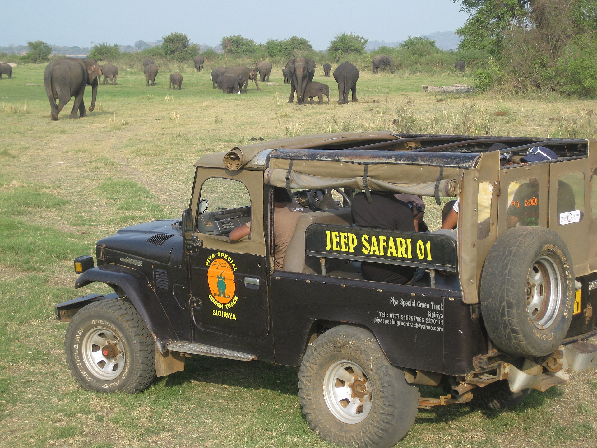 Safari jeep with wild elephants in Minneriya