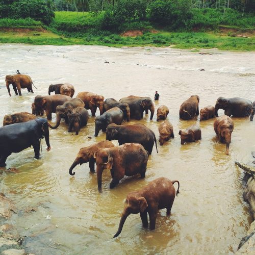 Herd of elephants at Pinnawala Elephant Orphanage, Sri Lanka