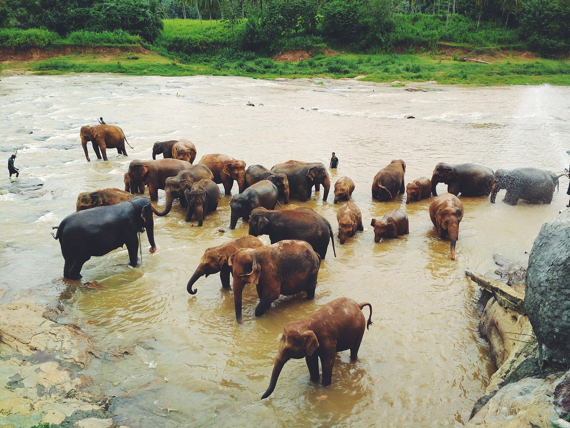 Pinnawala Elephant Orphanage - Sri Lanka day tour