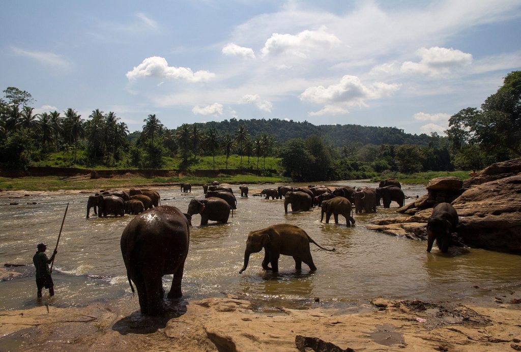 Elephants bathing in the Maha Oya river at Pinnawala