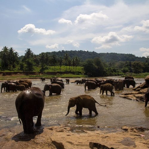 Elephants bathing in the Maha Oya river at Pinnawala