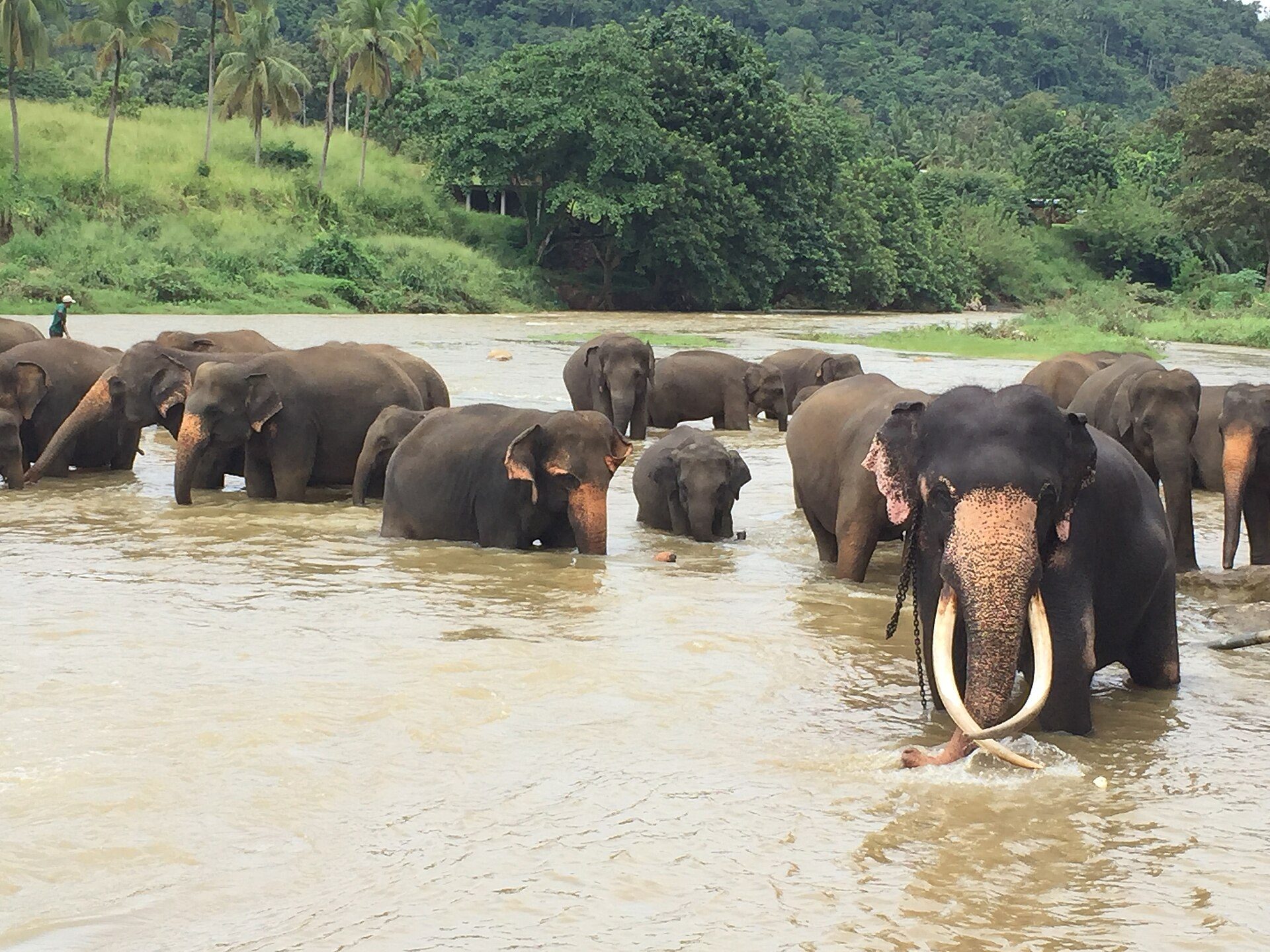 Pinnawala Elephant Orphanage Tusker elephant at Pinnawala Elephant Orphanage