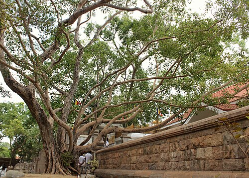 Sri Maha Bodhi on a Colombo to Anuradhapura day trip