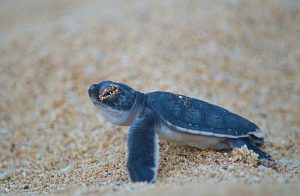 Bentota Beach Kosgoda Turtle Hatchery, Bentota, Sri Lanka