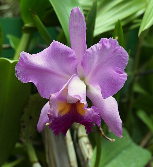 Peradeniya Botanical Gardens on day two
