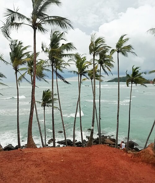 Coconut Tree Hill