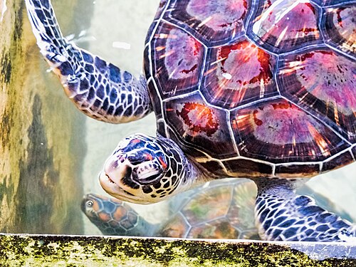 Turtle snorkelling, Mirissa, Sri Lanka