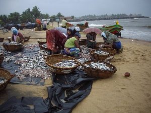 Lellama Fish Market, Negombo, Sri Lanka