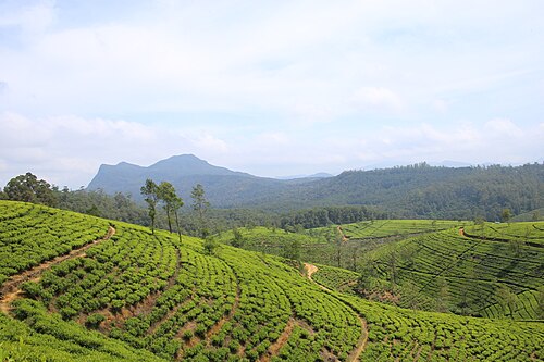 Tea estates on a Nuwara Eliya day trip from Kandy
