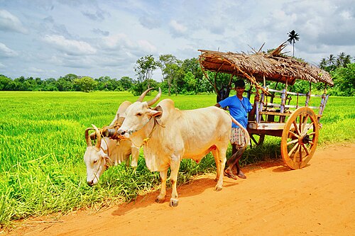 Village Tour & Cooking Class - Sri Lanka day tour
