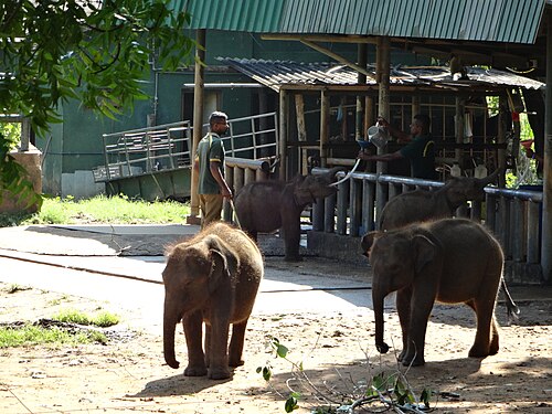 Udawalawe National Park Young elephants at the Udawalawe Elephant Transit Home