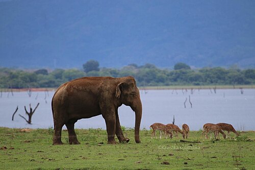 Elephant and spotted deer by the Udawalawe reservoir