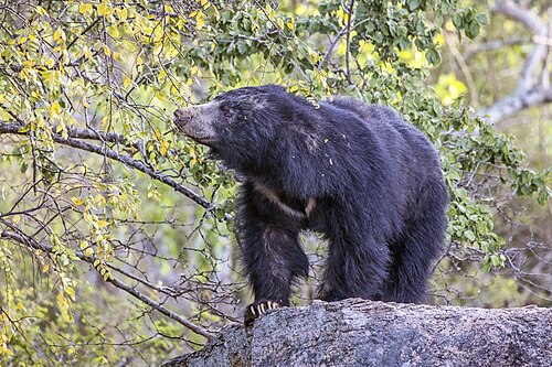 Wilpattu National Park Sri Lankan sloth bear, a species found in Wilpattu