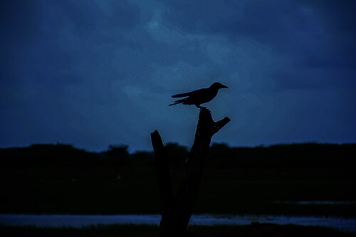 Safari Tours Birdwatching safari in Bundala National Park, Sri Lanka