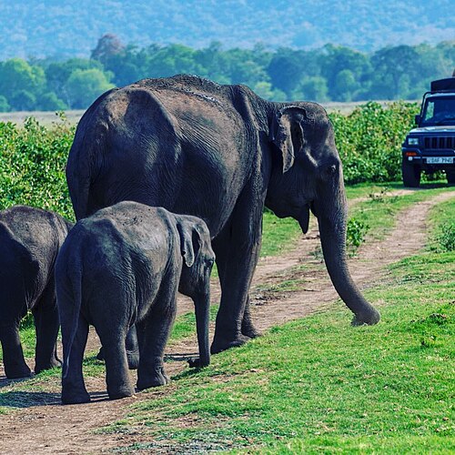 Safari Tours Private jeep safari in Yala National Park, Sri Lanka