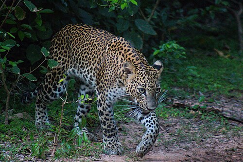 Leopards, elephants and sloth bears in Yala National Park