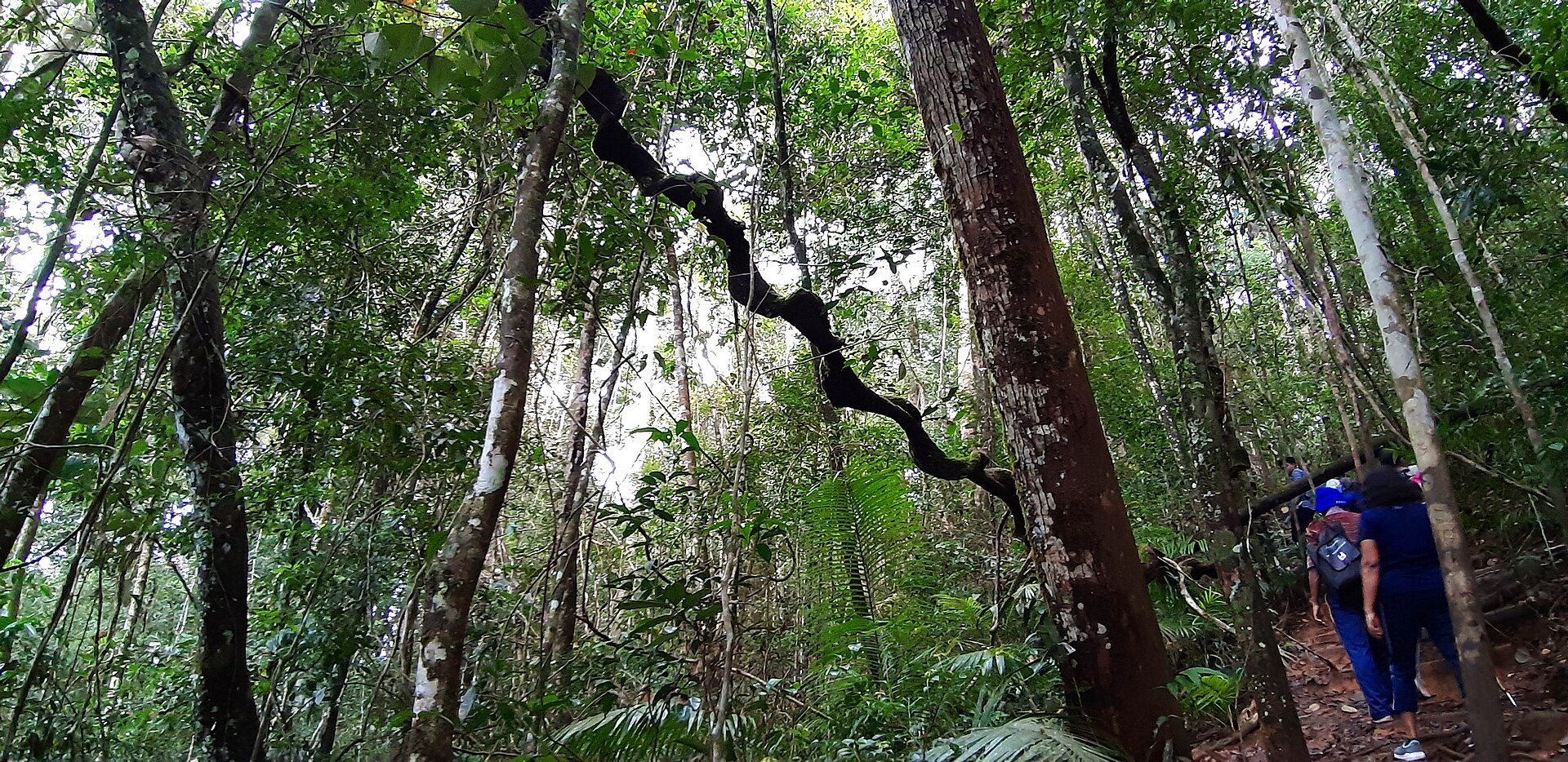 Rainforest in Sinharaja Forest Reserve