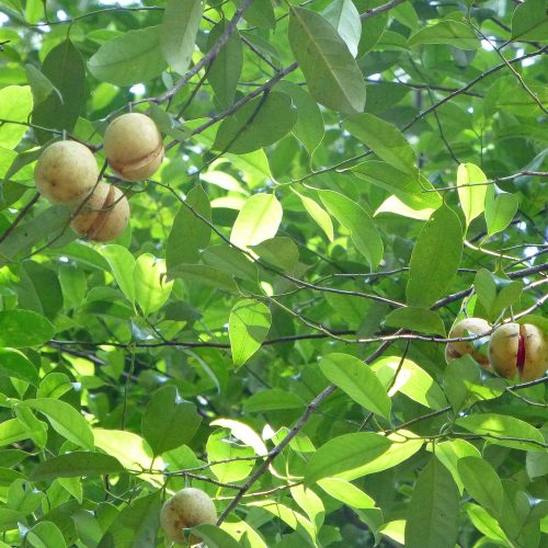 Nutmeg growing in a spice garden in Sri Lanka