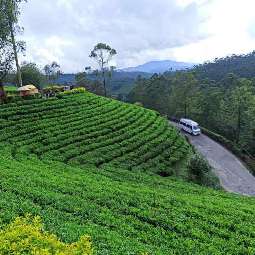 Tea plantations in the Sri Lanka hill country