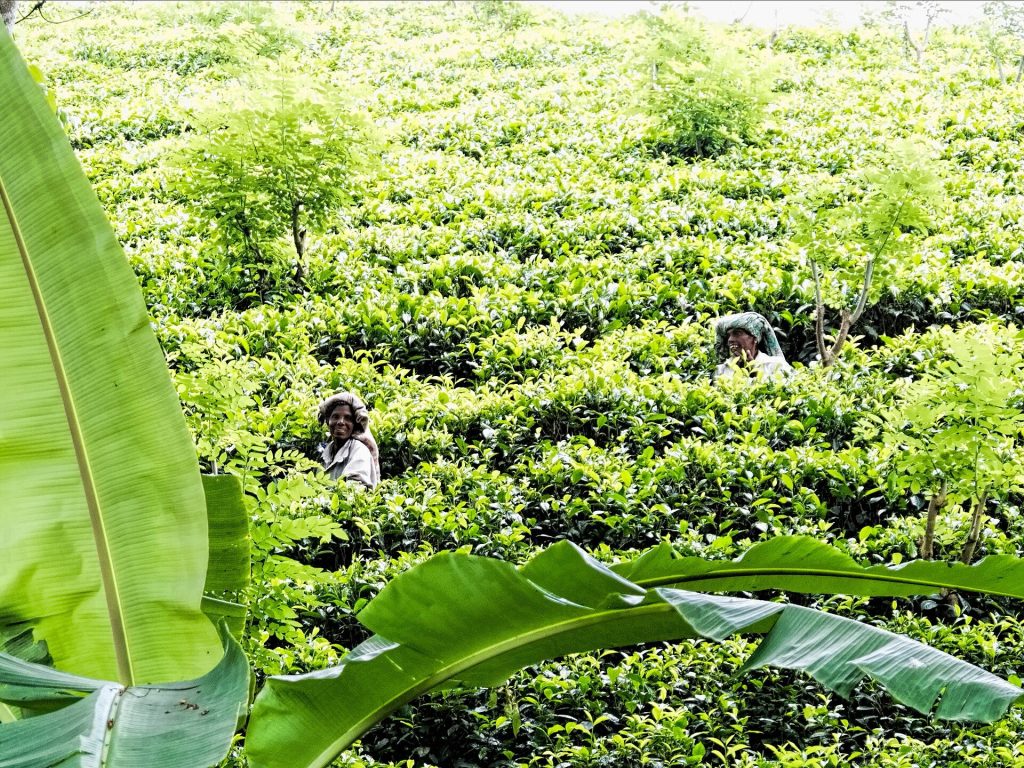 Tea pluckers in a tea plantation near Nuwara Eliya, Sri Lanka