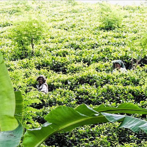 Tea pluckers in a tea plantation near Nuwara Eliya, Sri Lanka