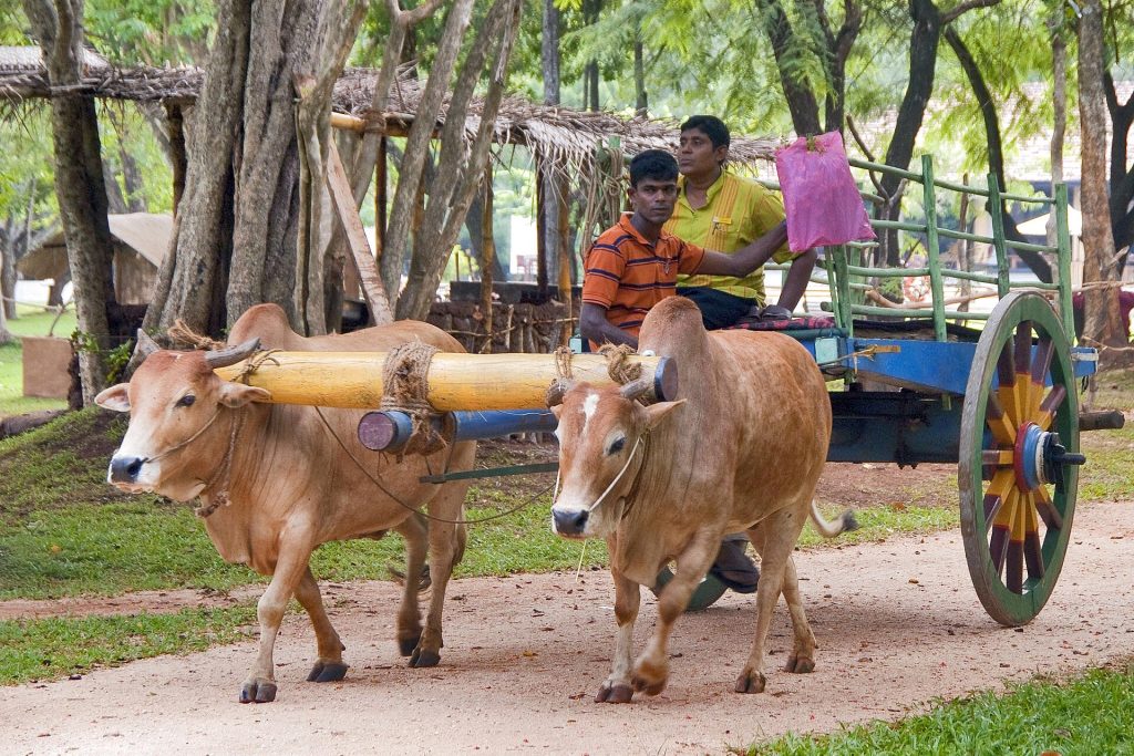 Bullock cart ride on a village tour in Sri Lanka