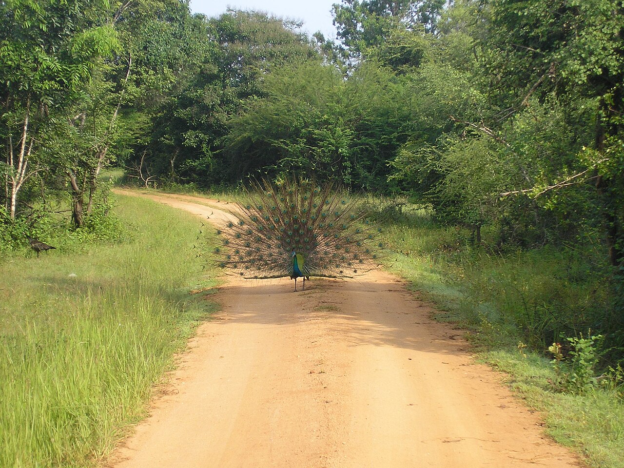 Peacock displaying on a track in Wasgamuwa National Park