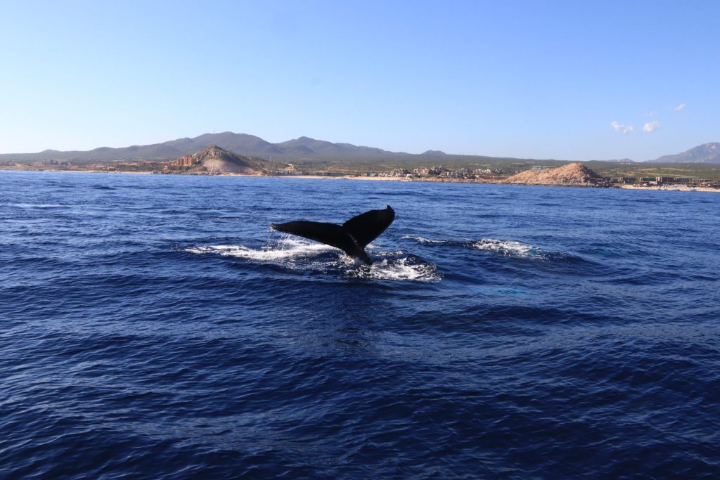Home Whale watching off Mirissa