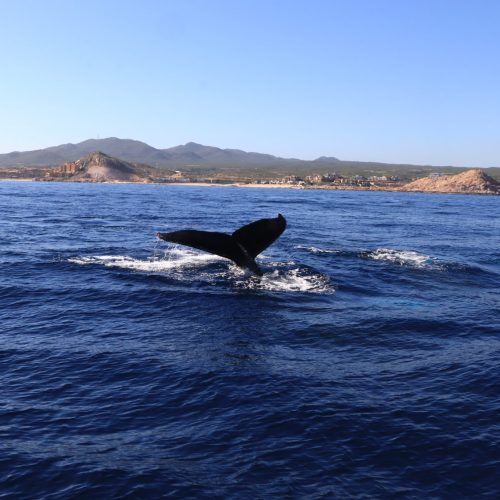 Whale watching tour in Mirissa, Sri Lanka