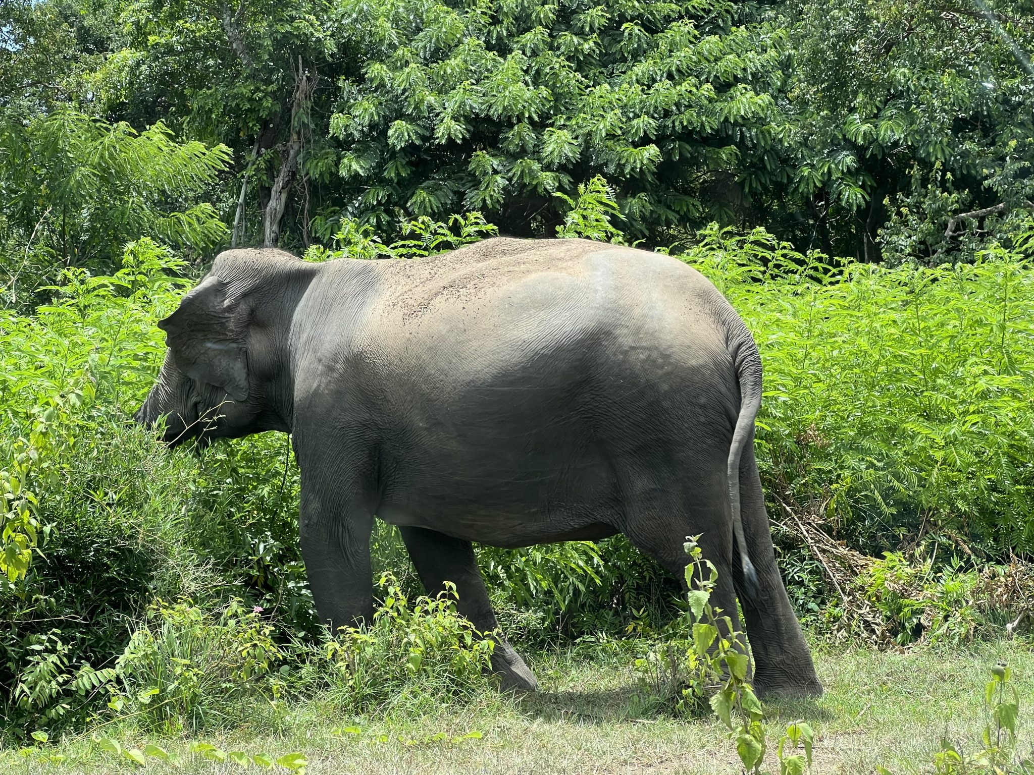 Wild elephant at the forest edge, as seen on a Kaudulla safari