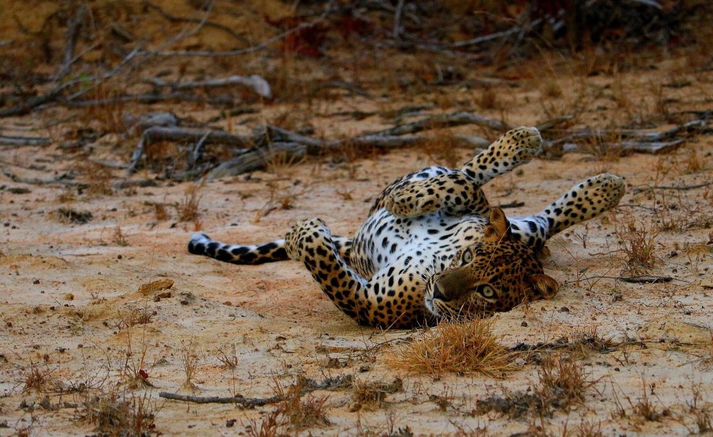 Yala and Wilpattu National Parks Holidays Yala and Wilpattu National Parks Vacation – 5 Days, Yala and Wilpattu national parks holiday