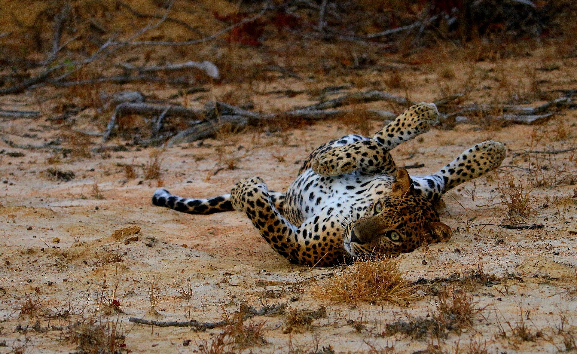 Leopard on white sand in Wilpattu National Park
