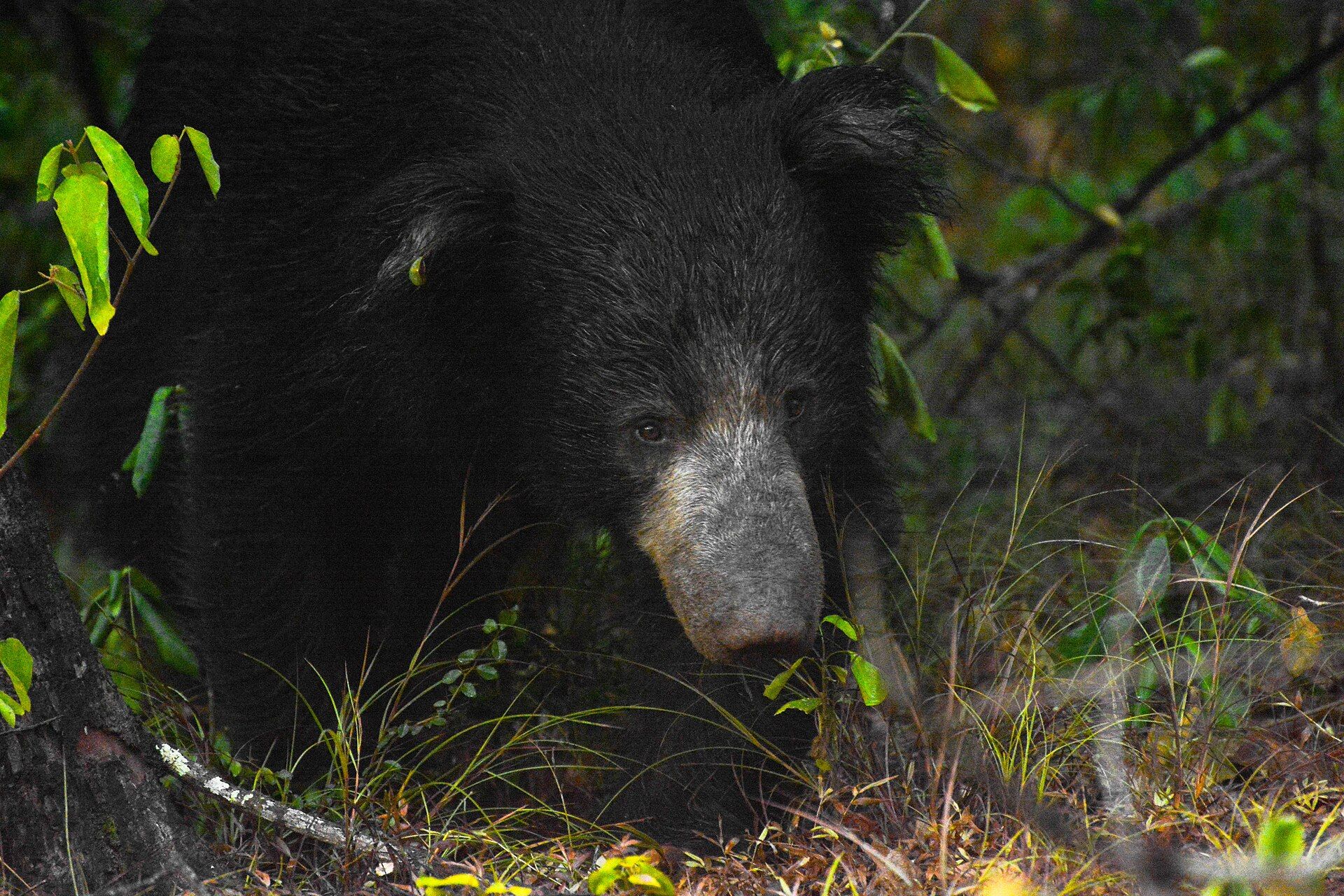 Sri Lankan sloth bear in Wilpattu National Park