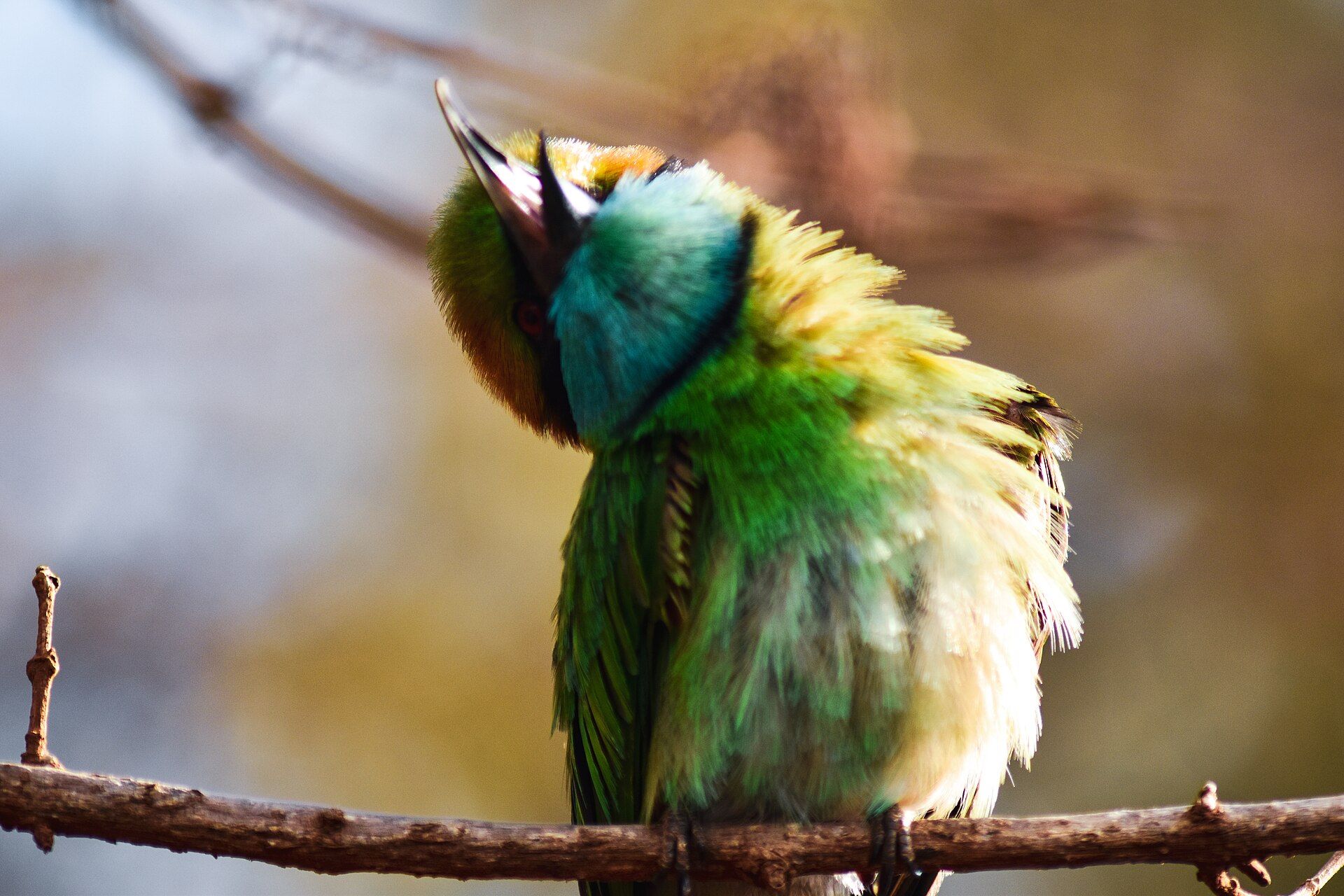 Green bee-eater in Yala National Park